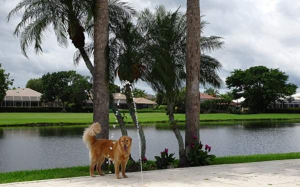 Pet Friendly Home